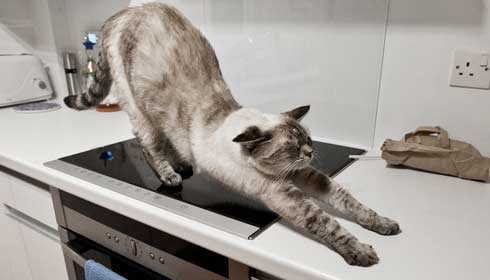 Tips for Keeping Cat Hair Out Of the Kitchen