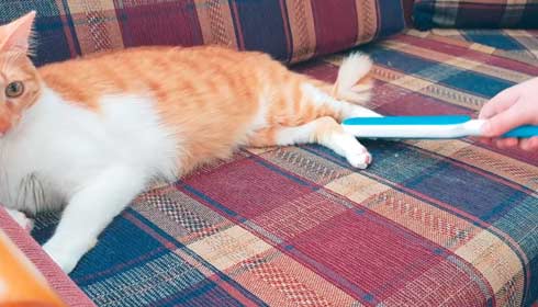 Use a Pet Hair Remover